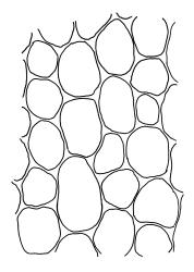 Achrophyllum dentatum, mid laminal cells of lateral leaves. Drawn from P. Brownsey s.n., 13 June 1984, CHR 466409.
 Image: R.C. Wagstaff © Landcare Research 2017 
